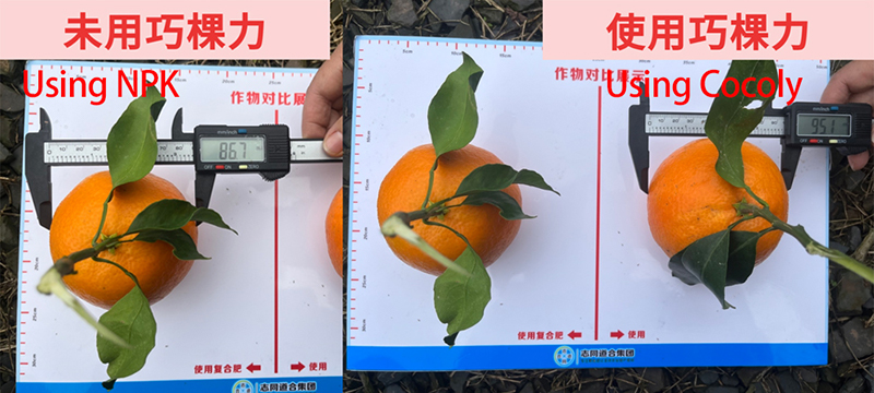 正确直径.jpg