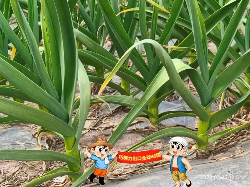 导出2.jpg