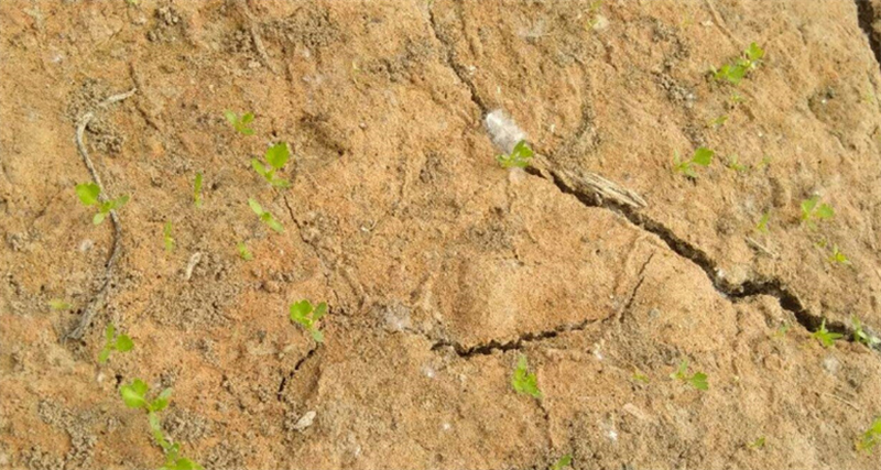 Cocoly fertilizer NPK  (2).jpg