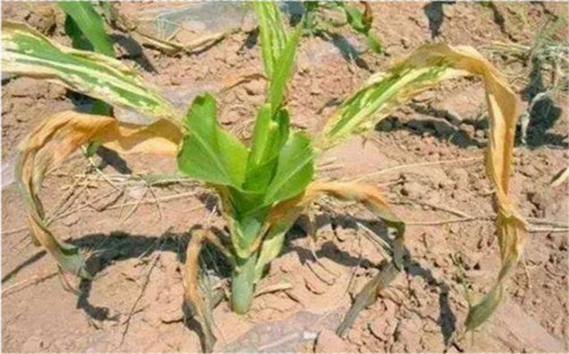 Cocoly fertilizer NPK  (3).jpg